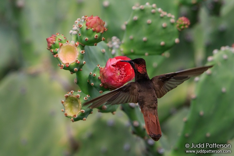 Ruby-topaz Hummingbird, Spaans Lagoon, Aruba
